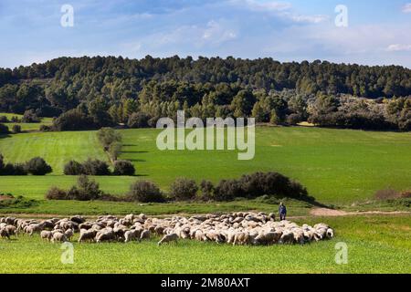 Horta de Sant Joan. Espagne-10 avril 2016: Berger conduisant un troupeau de moutons à graiser dans la prairie près de Horta de Sant Joan Banque D'Images