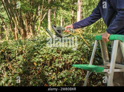 Homme sur une échelle utilisant un taille-haie pour tailler la haie. Arbuste pour paysagiste mâle avec outil de cisaillement électrique. Banque D'Images