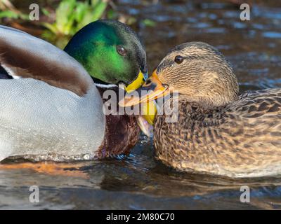 Mallard anus platyrhyncha mâle et femelle combattant Winter Norfolk Banque D'Images