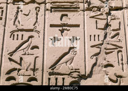 HIÉROGLYPHES ÉGYPTIENS, ÉCRITS SACRÉS FIGURATIFS, CITÉ D'AMUN-RE, TEMPLE DE KARNAK, SITE ÉGYPTIEN ANTIQUE DE LA DYNASTIE 13TH, SITE CLASSÉ AU PATRIMOINE MONDIAL DE L'UNESCO, LOUXOR, EGYPTE, AFRIQUE Banque D'Images