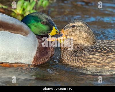 Mallard anus platyrhyncha mâle et femelle combattant Winter Norfolk Banque D'Images