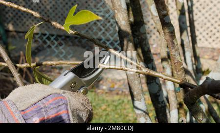 Jardinier taillant une plante de jardin avec des sécateurs. Élagage masculin de paysagiste branches d'arbre de la mansarde avec outil de coupe en ciseau à main. Banque D'Images