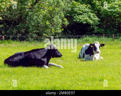Plusieurs vaches sur une prairie verte le jour ensoleillé du printemps. Bétail dans le pâturage. Élevage. Vache noire et blanche couchée sur gazon vert Banque D'Images