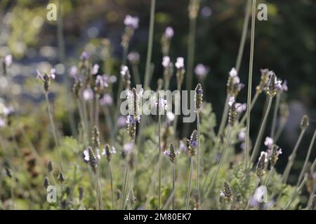 Fleurs de lavande fleuries dans la vallée d'Almanzora à Almeria Espagne Banque D'Images