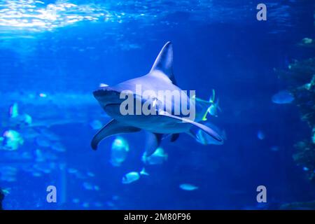 Requin dans l'eau. Créature aquatique. Monde de l'eau. Faune de la mer, de l'océan, du lac et de la rivière. Zoo et zoologie. Photographie de la nature et des animaux. Banque D'Images