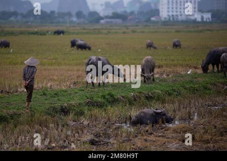 Vietnam Daily Life - Un portrait d'un agriculteur avec du buffle d'eau . Ninh Binh Vietnam Banque D'Images