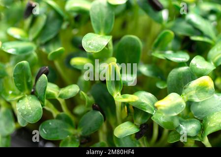 Arrière-plan du feuillage Microgreen. Gros plan des microverts de tournesol. Germination des graines à la maison. Banque D'Images