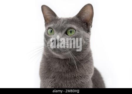 Chat gris sur fond blanc - race Korat Banque D'Images