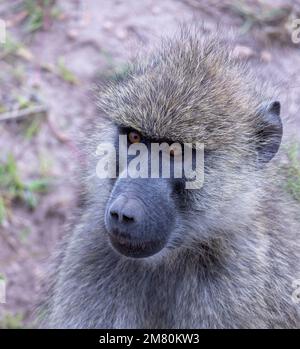 Détail du babouin d'olive (Papio anubis), également appelé babouin d'Anubis, Parc national d'Amboseli, Kenya, Afrique Banque D'Images