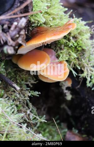 Queue de velours commune avec mousse dans la forêt de conifères Banque D'Images