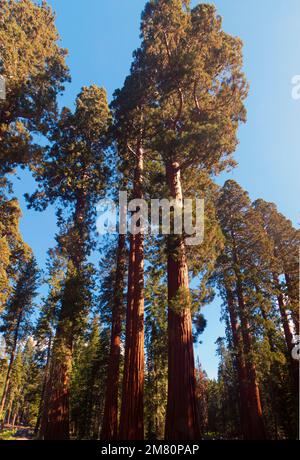 Arbres de seguoia géants dans la forêt de Mariposa du parc national de Yosemite - image composite Banque D'Images