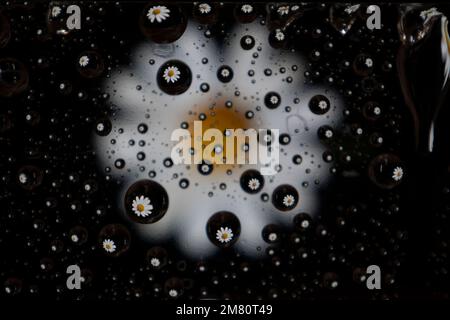 Fleur de camomille dans de petites bulles d'eau Banque D'Images