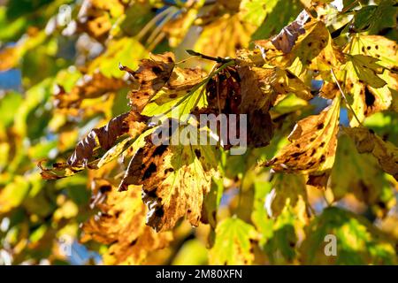 Sycamore (acer pseudoplatanus), gros plan montrant les feuilles rétroéclairées changeant de couleur en automne. Banque D'Images