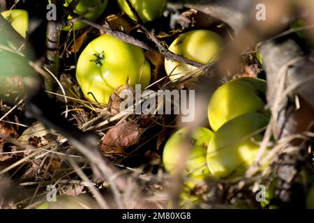 Pomme de crabe (malus sylvestris), gros plan de plusieurs petites pommes sauvages situées au milieu de la litière de feuilles sous l'arbre parent. Banque D'Images