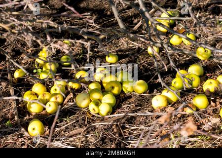 Pomme de crabe (malus sylvestris), gros plan d'une masse de petites pommes sauvages situées au milieu de la litière de feuilles sous l'arbre parent. Banque D'Images