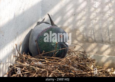 Le pigeon est assis sur des œufs dans un nid sur la façade d'une maison de ville, en gros plan Banque D'Images