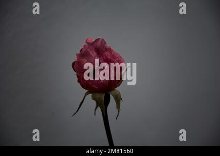 Bouton rose sur un mur blanc vu de près Banque D'Images