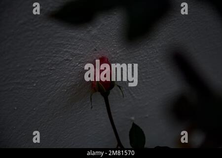 Bouton rose sur un mur blanc vu de près Banque D'Images