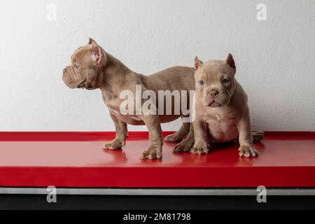 deux chiens puppons américains, sur une table rouge avec un fond blanc. Banque D'Images