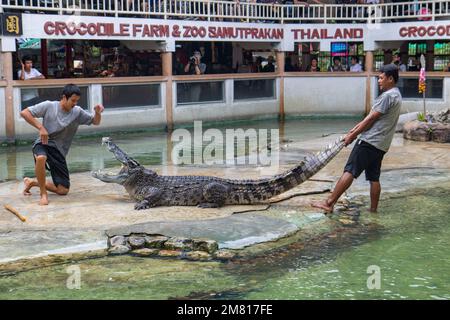 SAMUT PRAKAN, THAÏLANDE, NOVEMBRE 05 2016, performance dangereuse avec les animaux sauvages. Banque D'Images