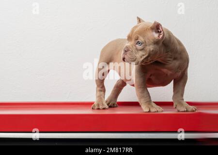 chiot américain, debout sur une surface rouge, regardant sur le côté. Banque D'Images