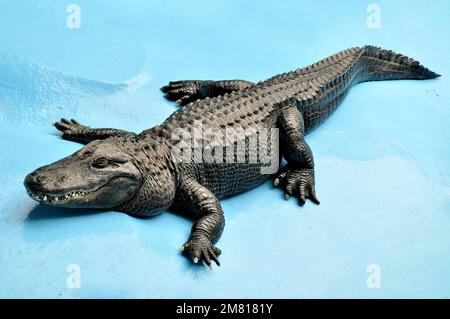 Alligator américain (Alligator mississippiensis) Muja, le plus ancien alligator du monde Banque D'Images