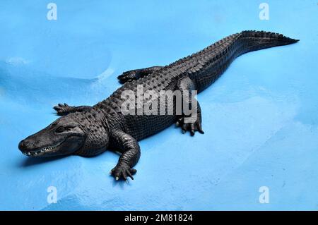 Alligator américain (Alligator mississippiensis) Muja, le plus ancien alligator du monde Banque D'Images