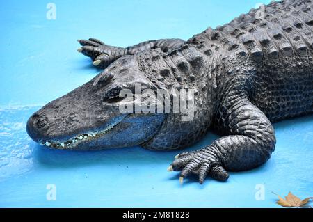 Alligator américain (Alligator mississippiensis) Muja, le plus ancien alligator du monde Banque D'Images