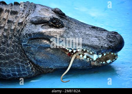 Alligator américain (Alligator mississippiensis) Muja, le plus ancien alligator du monde Banque D'Images