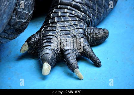 Alligator américain (Alligator mississippiensis) Muja, le plus ancien alligator du monde Banque D'Images