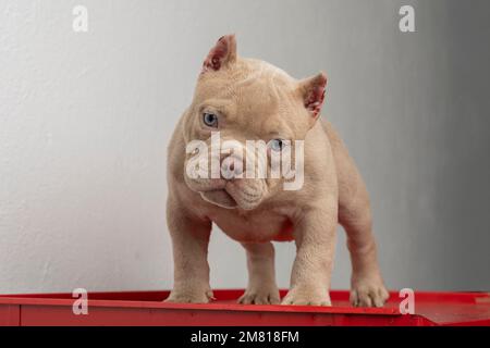 un chiot américain, en regardant l'appareil photo avec un fond blanc. Banque D'Images