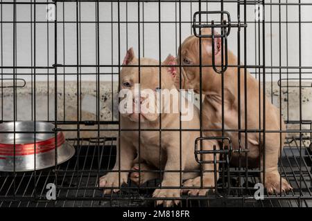 chiots chiens enfermés dans une cage, mis en vente, regardant l'appareil photo. Banque D'Images