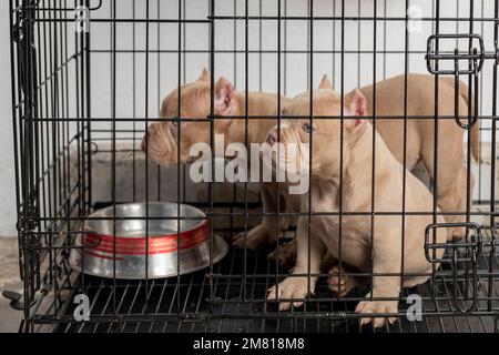 chiots chiens enfermés dans une cage, mis en vente, regardant l'appareil photo. Banque D'Images