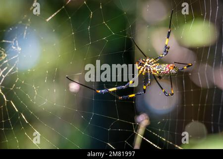 Araignée Joro femelle (Trichonila clavata) construisant sa toile à Lilburn, en Géorgie, juste au nord-est d'Atlanta. (ÉTATS-UNIS) Banque D'Images