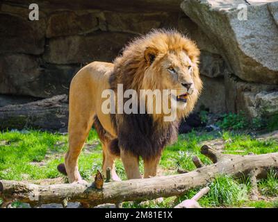 Un lion asiatique adulte debout sur de l'herbe verte dans son enceinte au zoo par une journée ensoleillée Banque D'Images