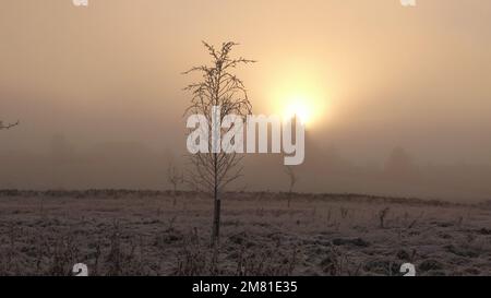 Un petit arbre congelé sans feuilles dans un champ enneigé couvert de brume au coucher du soleil dans le parc régional Cathkin Braes, en Écosse Banque D'Images