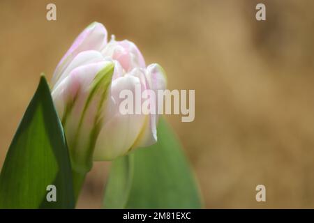 gros plan de tulipe blanche rose, arrière-plan flou Banque D'Images