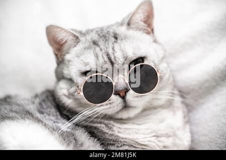 chat écossais droit en lunettes, sur fond blanc. Animaux de compagnie. Banque D'Images