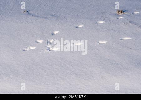 Les animaux se trouvent dans la neige par une journée ensoleillée dans le Nord de l'Ontario Banque D'Images