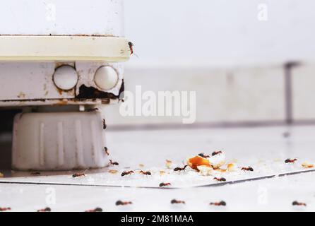 fourmis mangeant son et saleté dans la cuisine, photo sur le sol, insectes à l'intérieur de la maison, besoin de détection Banque D'Images