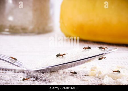 petits fourmis à l'intérieur, transportant de la saleté, des miettes et du sucre sur le sol, maison sale attirant des petits-enfants, besoin de détection Banque D'Images