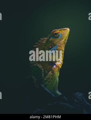 Commune de la forêt verte lézard refroidissement dans le poteau en bois, il a un gradient de saturation de la peau vive colorée et de la tête orange sur un fond vert Banque D'Images