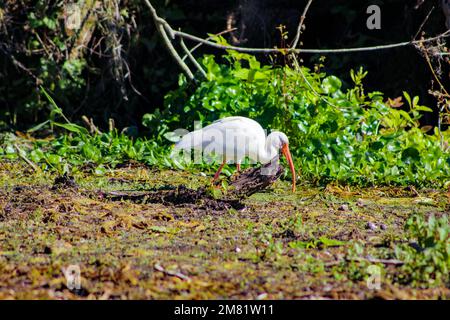 Un ibis blanc se démène dans l'eau des marais à la recherche de nourriture. Banque D'Images