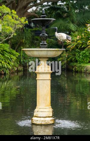 Un oiseau australien ibis boit dans une fontaine d'eau dans un parc Banque D'Images