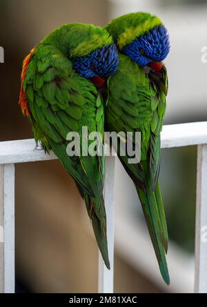 Un couple d'oiseaux de Lorikeet qui se reposent sur des balustrades blanches. Banque D'Images