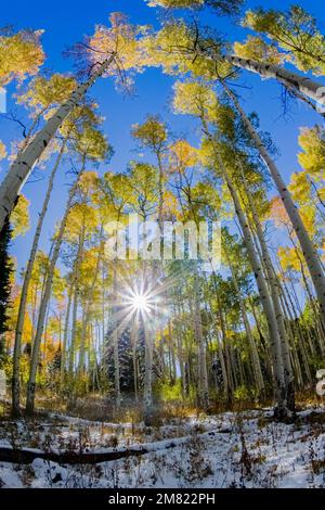 Arbres à peuplier faux-tremble - couleurs d'automne du Colorado 1 Banque D'Images