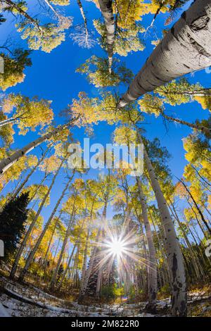 Arbres à peuplier faux-tremble - couleurs d'automne du Colorado 5 Banque D'Images