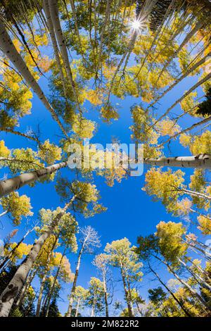 Arbres à peuplier faux-tremble - couleurs d'automne du Colorado 3 Banque D'Images