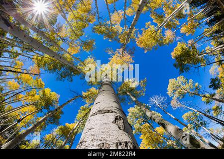 Arbres à peuplier faux-tremble - couleurs d'automne du Colorado 4 Banque D'Images