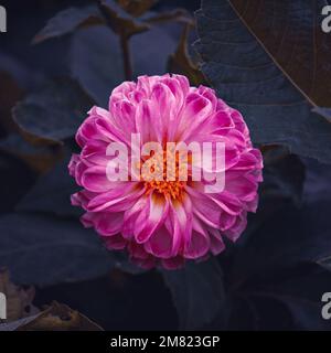 romantique fleur rose dahlia dans le jardin au printemps Banque D'Images